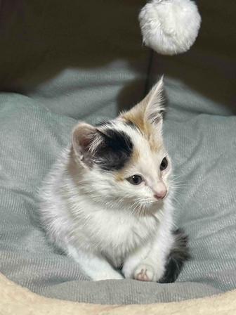 Котенок