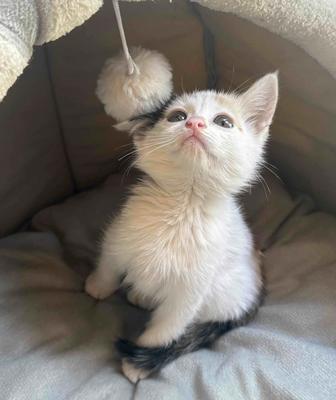 Котенок в добрые руки.