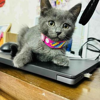 Отдам котенка