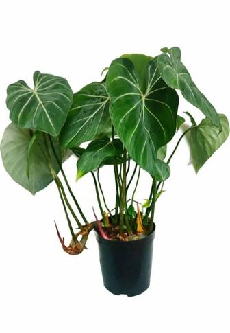 Филодендрон глориозум