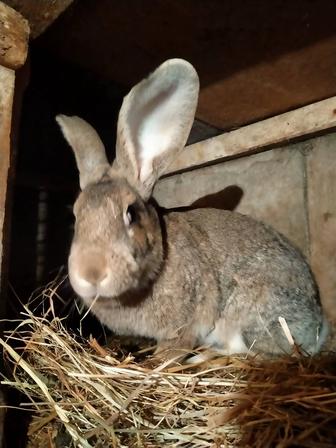 Продам кроликов