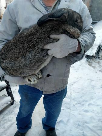 Продам кроликов