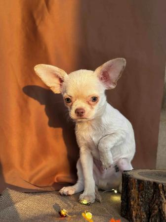 Продается щенок чихуахуа