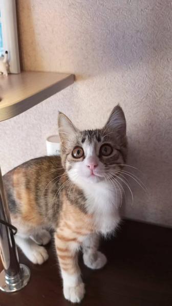 Отдадим котят в хорошие руки. Хорошие игривые котята