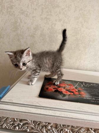Шотландский котенок