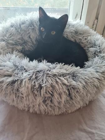 Котенок девочка