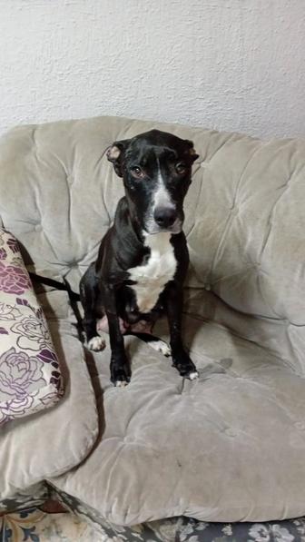 Отдам чистокровного домашнего стаффордширского терьера только в добрые руки