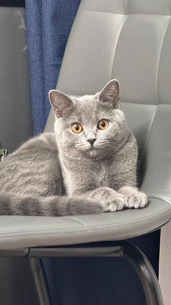 Котята британские