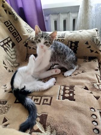 Отдаются котята