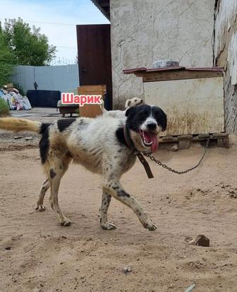Собаки