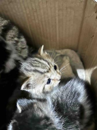 Отдам котят