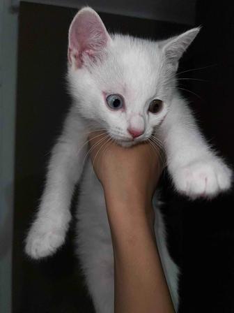 Отдам котят в хорошие руки