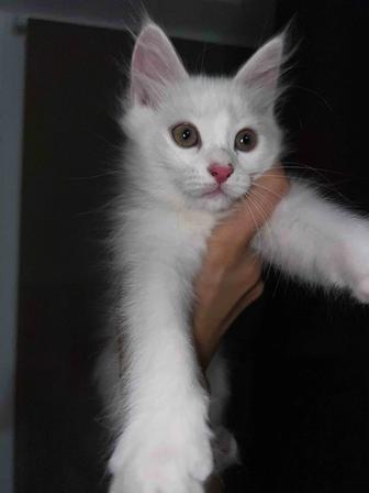 Отдам котят в хорошие руки