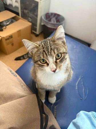 Пропал кот!