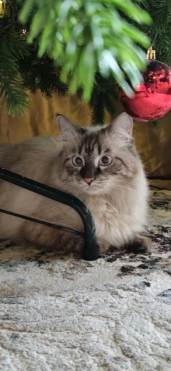 Отдадим в хорошие руки кошку (невская маскарадная)