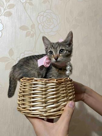 котята