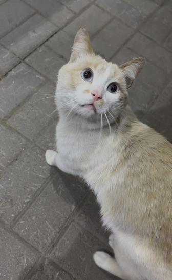 Отдам кота, ищу дом для кота