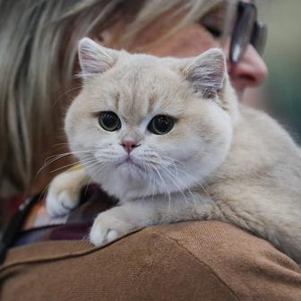 Куплю БРИТАНСКОГО котёнка