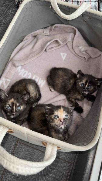 Отдам котят в хорошие руки, девочки, месяц