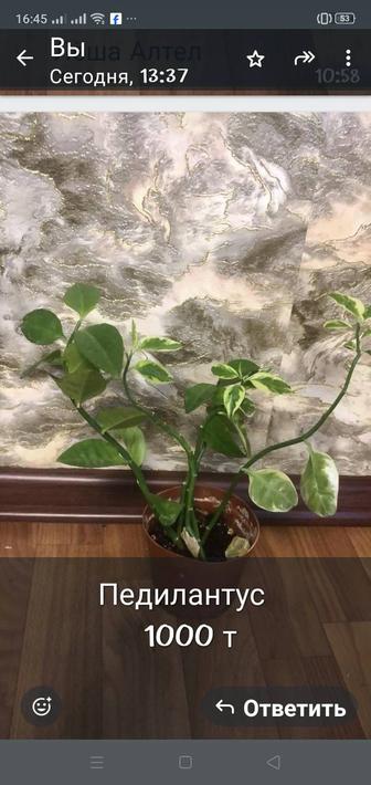 Комнатные растения. Можно делать пересадку