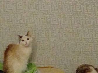 Молодой кот голубоглазый