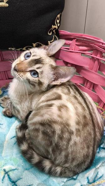 Бенгальский Снежок -! кот
