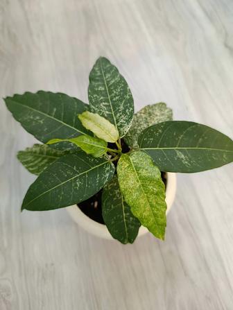 Продам сортовые фикусы