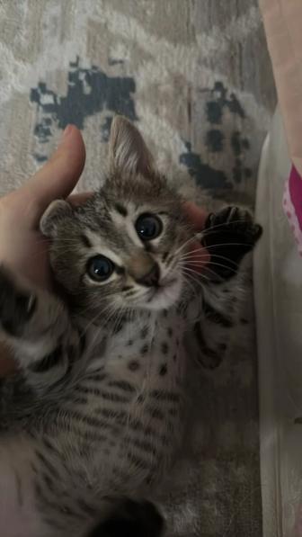 Продам кошку