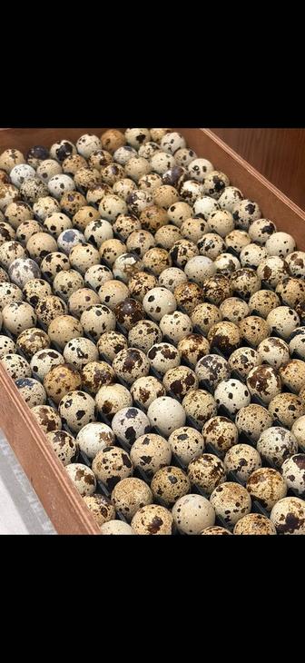 Перепелиные яйца домашние