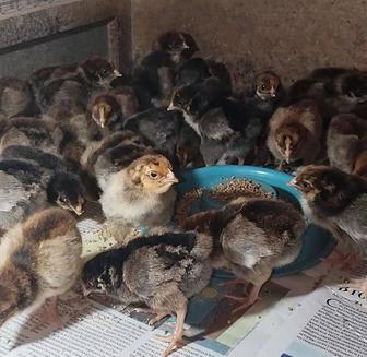 Продам цыплят