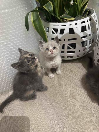 Ищут дом маленькие котята