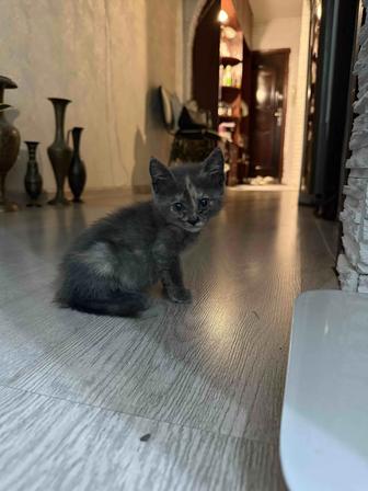 Ищет дом маленький котенок