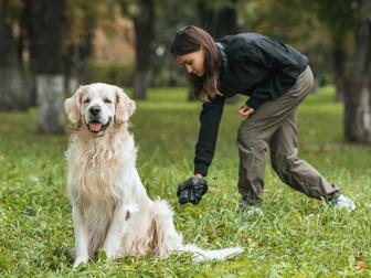 Профессиональный выгул собак DogWalkPro