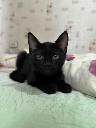 Котенок девочка в хорошие руки