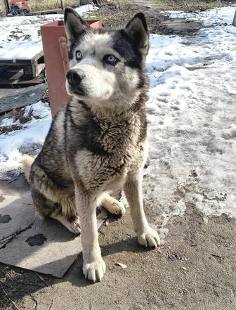 Найдена собака. Очень ласковая и контактная. Лайка