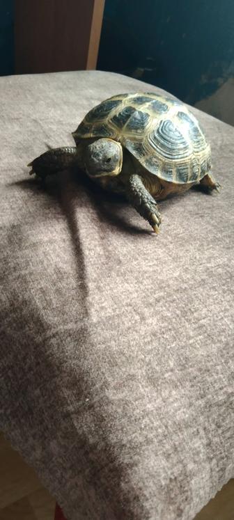 Черепаха