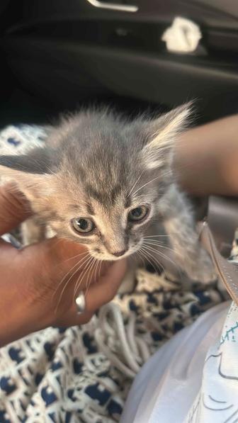 Отдам котенка бесплатно