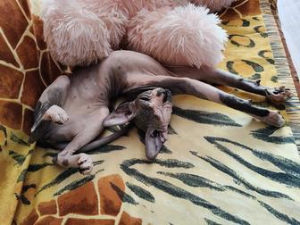 Котенок породы Донской сфинкс