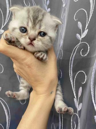 Продам котят шотландцы .