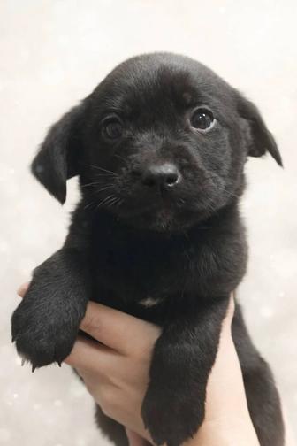 Щенки от лабрадора