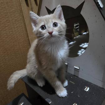 Маленький котенок в доброй руки