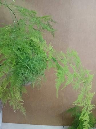 Аспарагус Папоротник местный