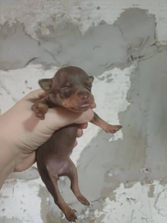 Открыта бронь на щенков той терьера. Шоколадно-подпалые.