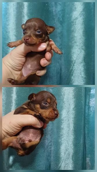 Открыта бронь на щенков той терьера. Шоколадно-подпалые.