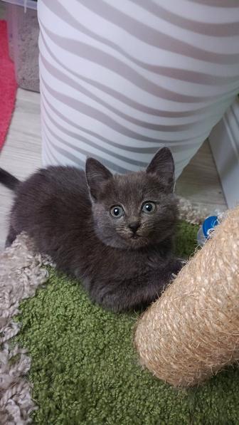 Отдам котенка