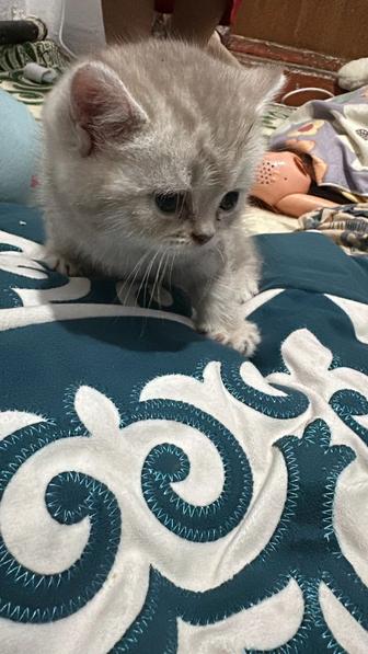 Продам британского котенка 1мес