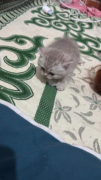 Продам британского котенка 1мес