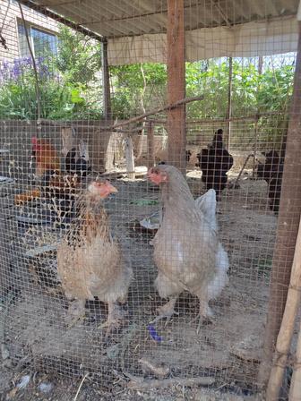Куры и петухи продам