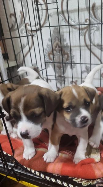 Джек рассел терьер