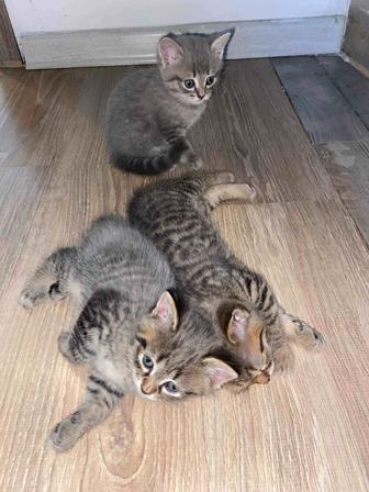 Продам котят шотландец/сиамский смесь